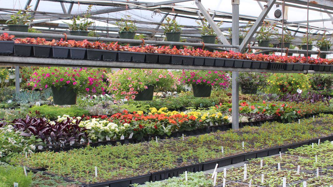 Plant sales garden sales in Dayton Ohio