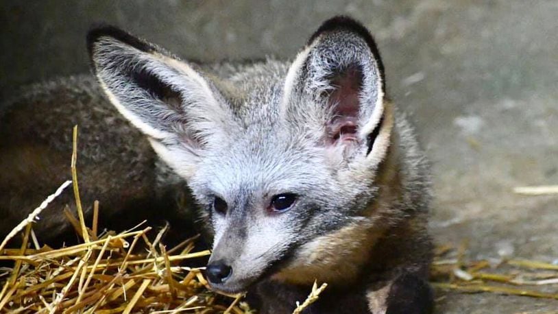 Denise, the Boonshoft Museum of Discovery’s newly named bat-eared fox. RUSSELL HARVEN/CONTRIBUTED