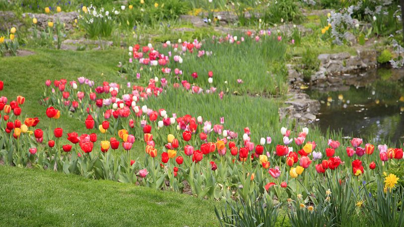 It’s tulip time at Smith Memorial Gardens in Oakwood. The garden, located on less than an acre at the corner of Oakwood Avenue and Walnut Lane, is alive with colorful spring blooms. The landscape has an assortment of plants that attract butterflies and birds while a small garden house and pond adds to the picturesque scene. LISA POWELL / STAFF