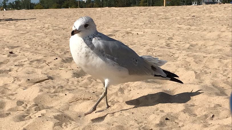 This feisty seagull helped columnist Amelia Robinson relax on the shore of Lake Michigan.