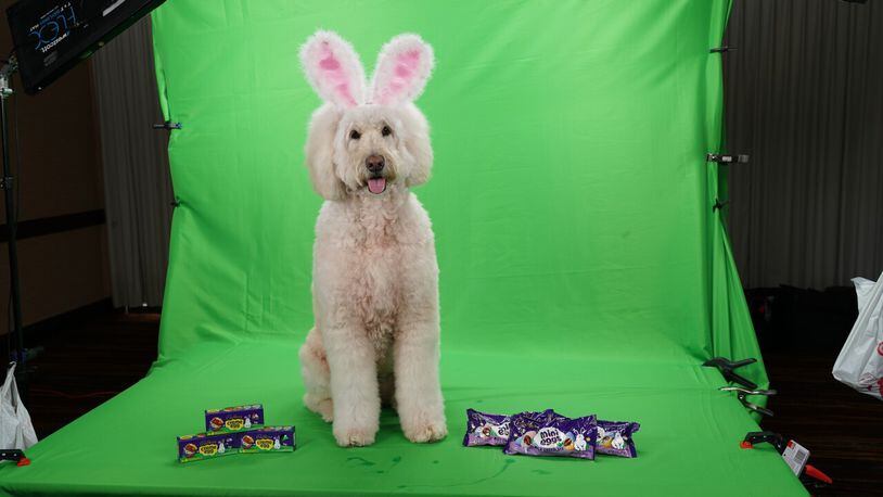 Therapy dog Annie Rose, chosen this year as Cadbury Bunny | Provided