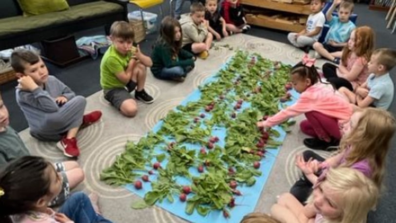 Southdale Elementary students harvest and count the radishes they grew at their school garden. CONTRIBUTED