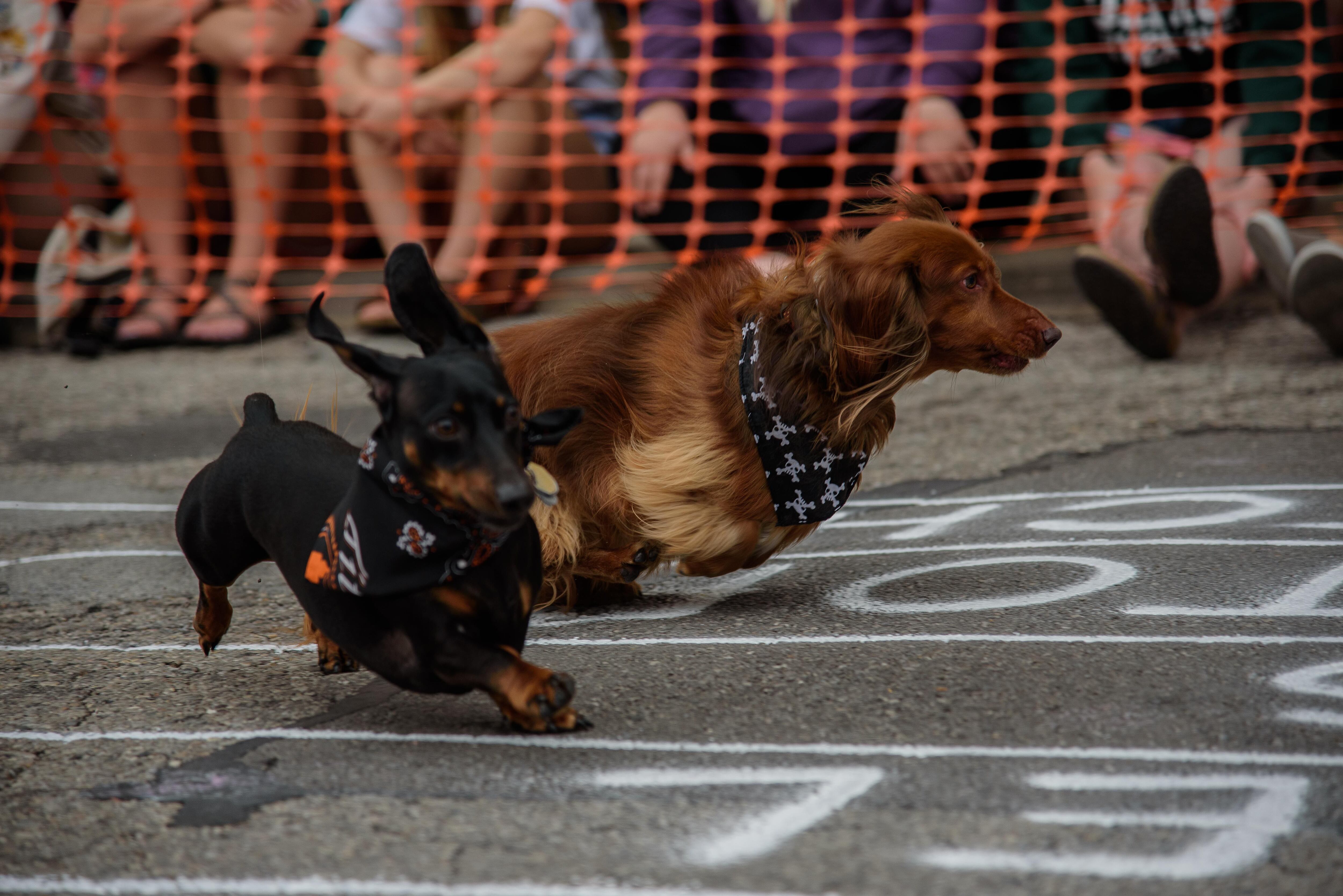 Wiener dog races are almost here! - Fort Erie Race Track