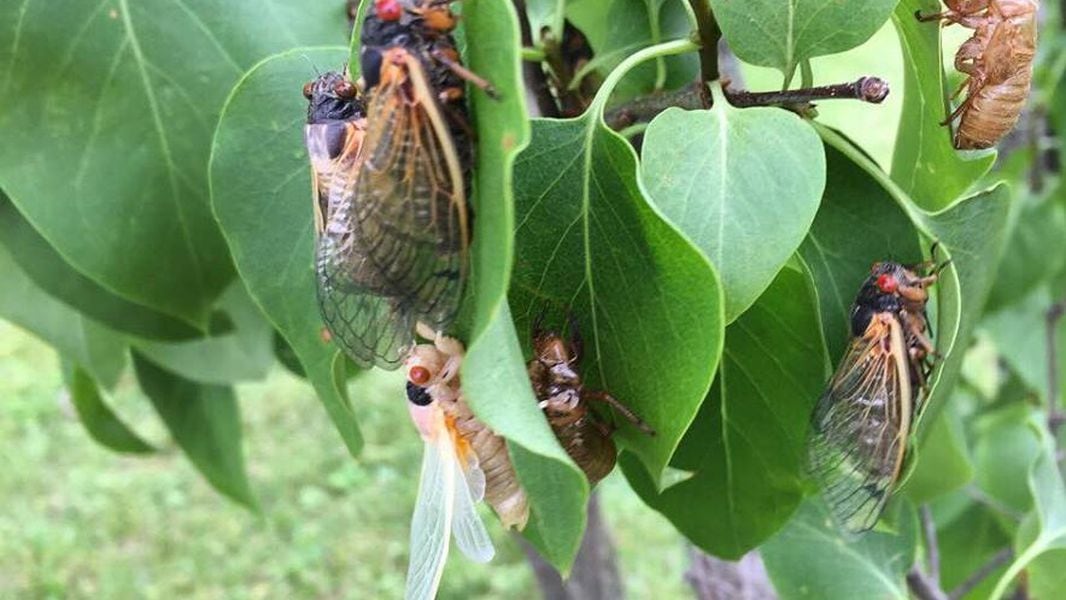WARNING 17year cicadas to emerge in southwest Ohio this summer What
