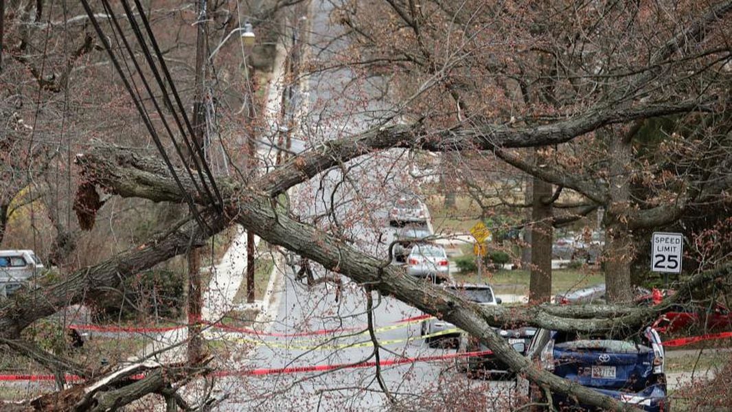 Sparks Fly When Tree Collapses Onto Power Lines In Baltimore