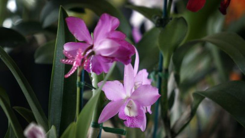 The sights and scents of orchids were on display Sunday, Feb. 20, at the Miami Valley Orchid Society's 2011 Spring Orchid Show & Sale at Cox Arboretum MetroPark.