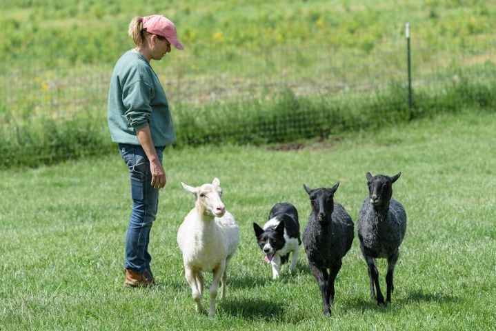 PHOTOS: Wooly Wonders - Spring on the Farm Family Event at Learning Tree Farm