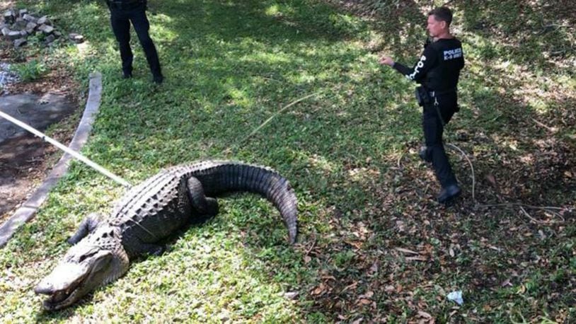 A 12-foot, 750-pound alligator was captured in South Florida and relocated to a reptile zoo in the middle of the state. (Photo: Jupiter Police)