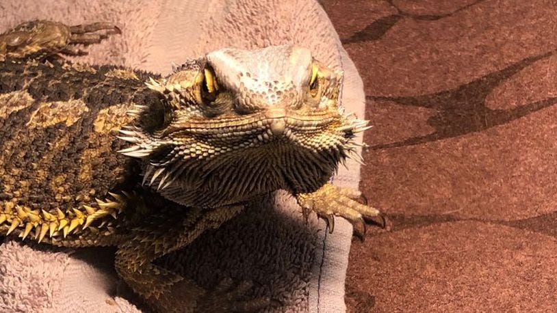 Reptar, a bearded dragon abandoned at the Humane Society of Greater Dayton, is now available for adoption.