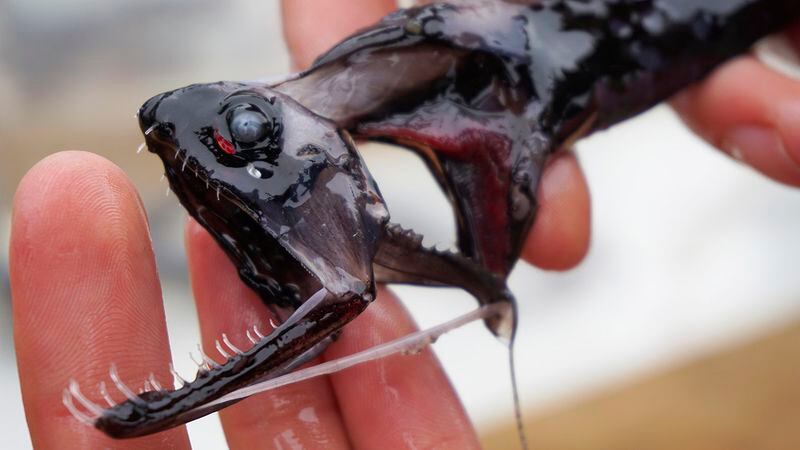 Dragonfish are armed with dagger-like invisible teeth; scientists now