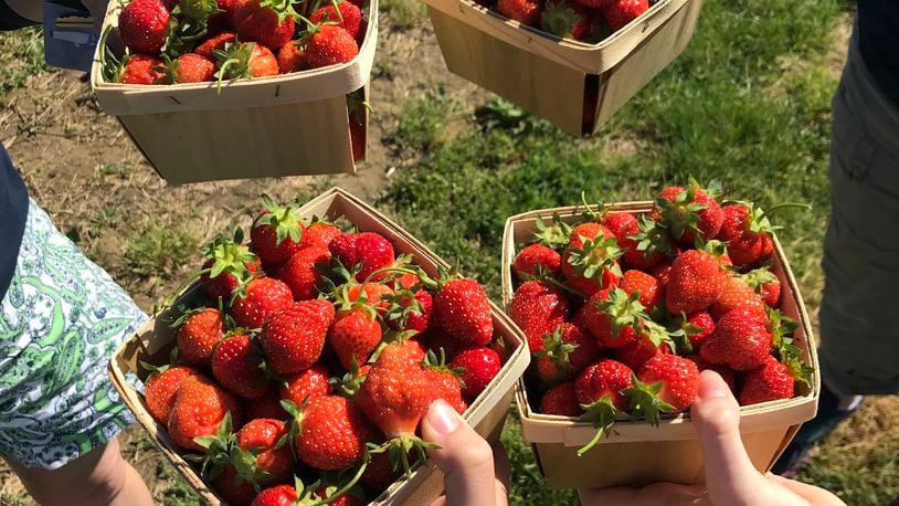 Fresh strawberries are ready for the picking at Miami Valley farms - CONTRIBUTED