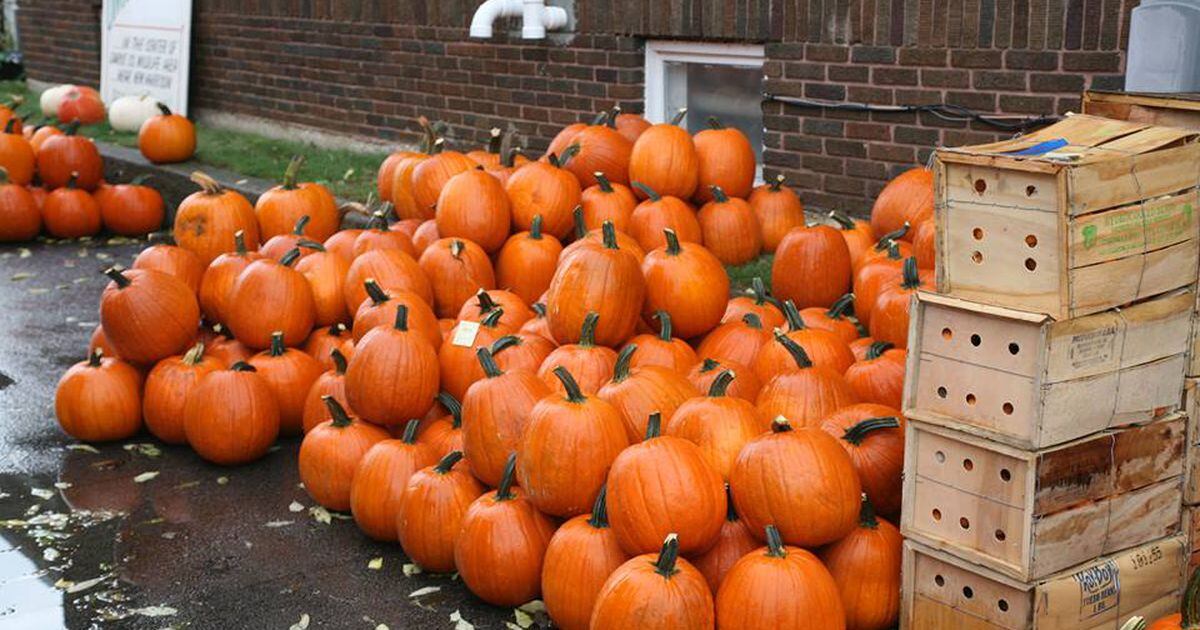 Bradford Pumpkin Show 2019 Things to do at five day festival
